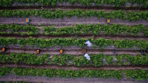 Imagen 3 de 9 de Tomate Triturado 450 Grs. Manos Del Pueblo. Mendoza