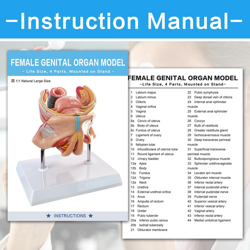 Modelo Anatomico De Organos Genitales Femeninos Humanos.