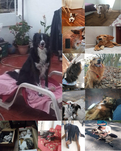 Imagen 6 de 10 de Traslado De Mascotas Transporte De Mascotas Taxi Remis Caba