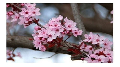 Imagen 3 de 5 de Arbolitos De Ciruelo Rojo Japones