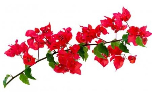 Kit 8 - Bougainville