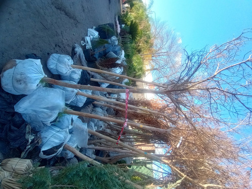 Lagerstroemia Indica (árbol De Júpiter) 50lts