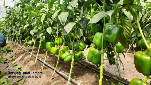 Imagen 11 de 15 de En Venta Finca De 2 Hectáreas En La Guanota