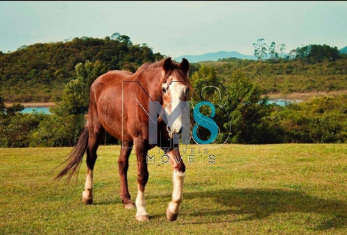 Chácara Localizada No Riacho Grande, São Bernardo Do Campo- Sp - Ch0011
