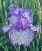 Comprar 1 Rizoma De Lirios Barbados O Iris Germanica Autunm Circus