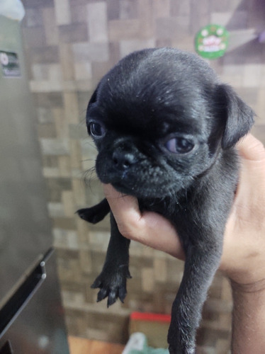 Imagen 2 de 6 de Pug Hembra