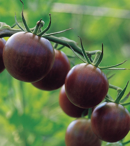 Imagen 3 de 3 de Semillas De Tomate Black Cherry 30 Semillas Por Paquete