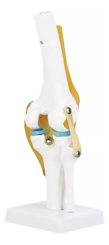 Modelo De Articulación De Rodilla Humana Para Estudio De Ana