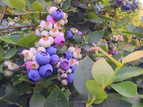Imagen 2 de 10 de Plantas De Frutos - Arandano , Zarzamora , Grosella