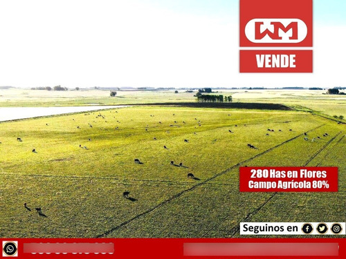Venta Campo Cardona 280 Has Agrícola 83% Coneat Alto