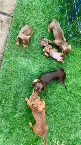 Cachorros Dachsund Miniatura Chocolate Exótico