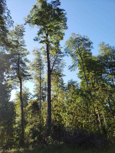 Imagen 10 de 10 de Vendo Maravilloso Campo Con Ríos Y Bosque Nativo.