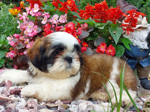 Cachorro Shih Tzu Blanco Y Negro
