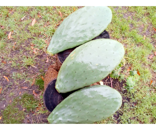 Penca / Esqueje Del Cactus Nopal - Pack De 5 - Comestible