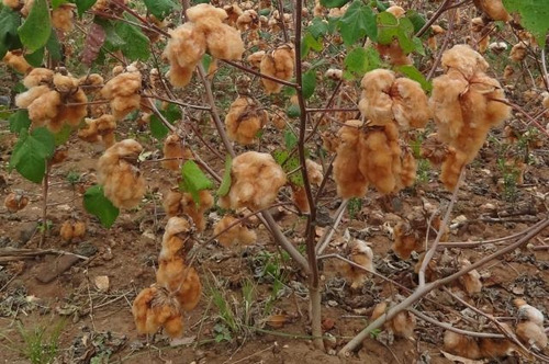 Sementes De Algodão Ganga - Variedade Crioula De Cor Marrom!