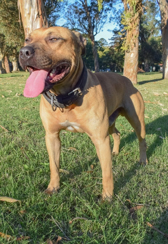 Imagen 8 de 8 de American Pit Bull Terrier ( Camada )