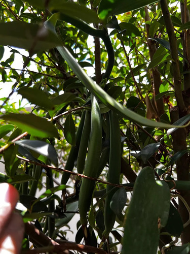 2 Mudas Da Real Orquídea Baunilha (vanilla Planifolia) +30cm
