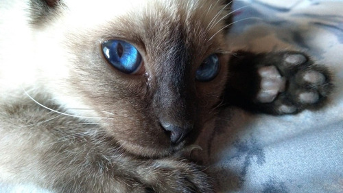 Imagen 1 de 5 de Gatitos Siamese