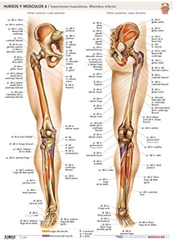 Libro Maxi Atlas Marbán Láminas: Huesos Y Músculos 6 De Marb