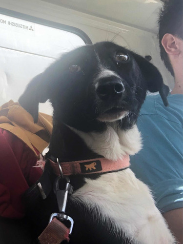 Imagen 2 de 3 de Adopción Responsable
