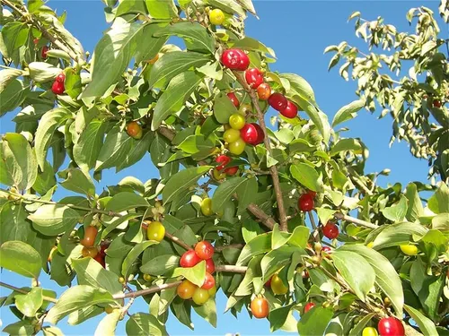 comprar Semillas De Arbol De Plantas Raras 30 Semillas De Cereza De