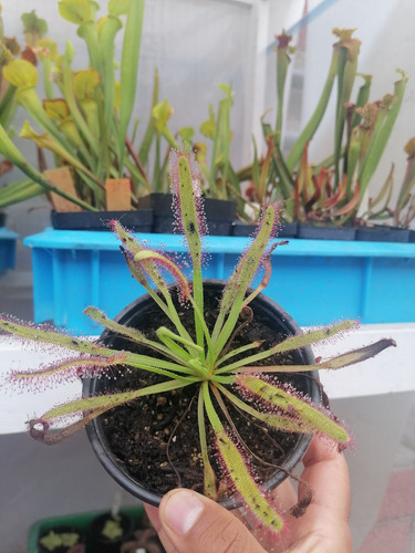 Semillas Plantas Carnívoras