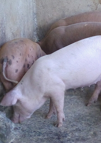 Leitoes Quatro Pernil
