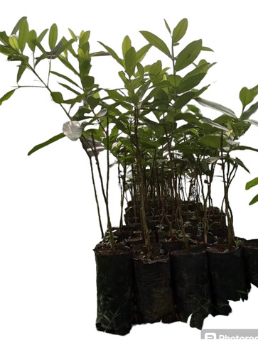 Pimienta Dioica Injertada 1 Pz