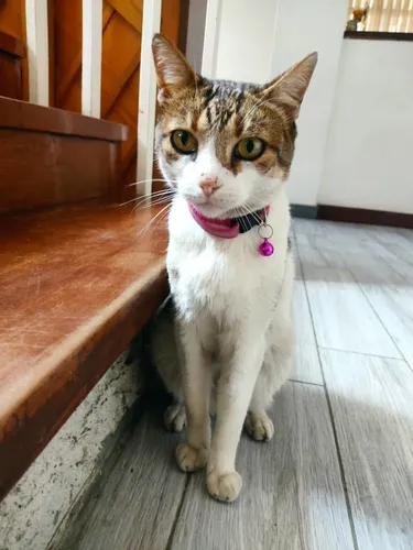 Collares Para Gatos Michis