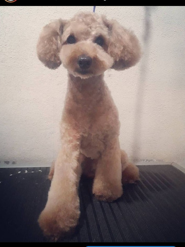 Imagen 5 de 5 de Peluquería Canina Desde 1500. Retiro Y Entrega A Domicilio.
