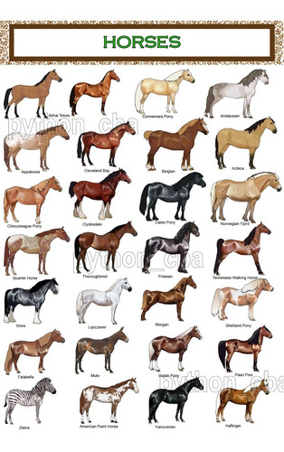 Imagen 4 de 6 de Colección 3 Pósters Razas De Caballos - 42x30 Cm. - Nuevos