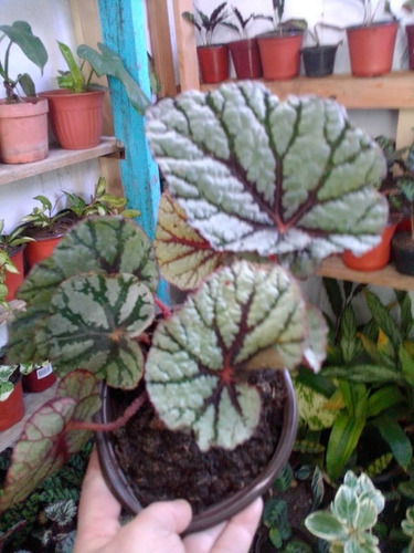 Begonias Varias Rex, Arbustivas, Caracol 2 X 650 Pesos | Cuotas sin interés