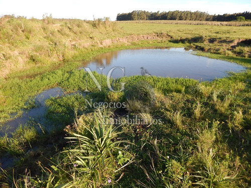 3 Hec. De Muy Buen Campo Con Contenedor Hecho Vivienda