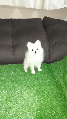 Imagem 2 de 5 de Spitz Alemao Lulu Da Pomerania