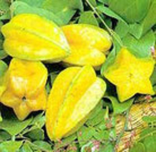 Carambola Carambolo Fruta Estrella Envío Gratis!!