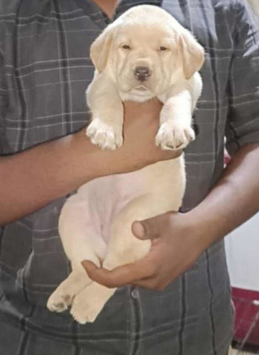 Imagen 2 de 2 de Vendo Este Hermoso Perro