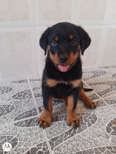 Imagem 1 de 3 de Filhote De Rottweiler Com Dois Meses Já Vermifigado.