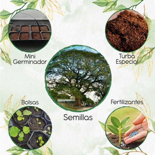 5 Semillas De Árbol Orejero Con Kit De Germinación