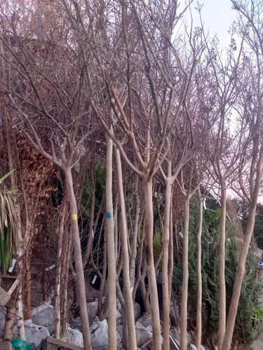 Lagerstroemia Indica (árbol De Júpiter) 50lts
