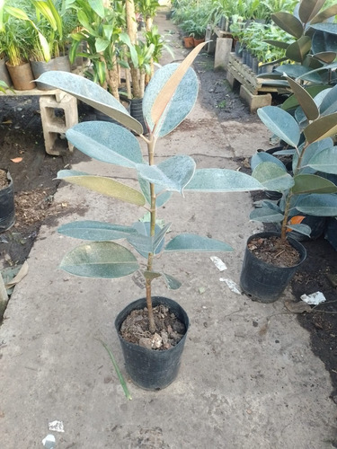 Ficus Elastica Variegado Gomero Planta De Interior Envíos