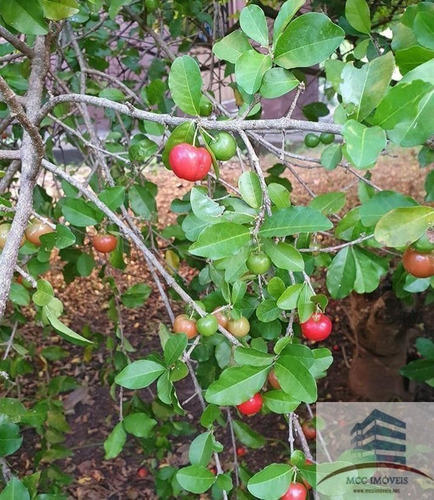 Imagem 20 de 27 de Chácara Com 8ha A Venda Em Guarabira, Paraíba