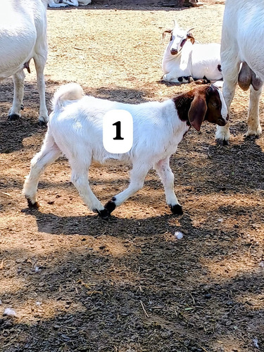 Vendo Chivos Machos Boer Puros