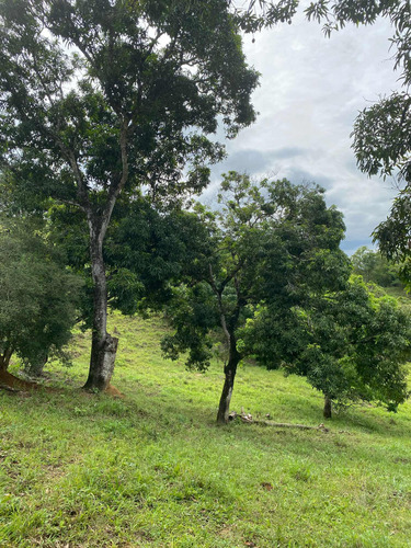 Terreno Com Pomar E Nascente