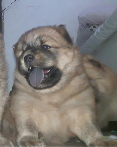 Filhote De Chowchow