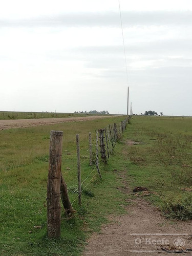 Imagen 15 de 21 de Dolores, 100 Has En Venta. Campo Ganadero Para Armar.