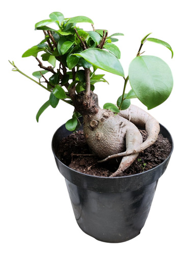 Ficus Ginseng Bonsái Elegante Y Fácil De Cuidar