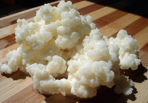 1 Cucharada Búlgaros De Leche Yogurt (Usado)