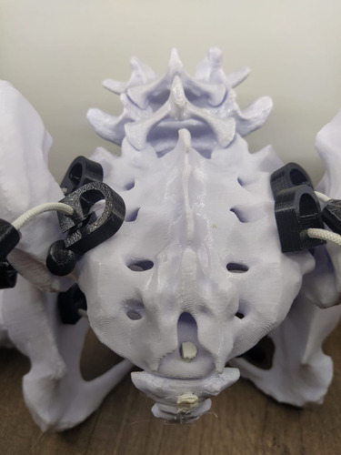 Pelvis Femenina Articulada Con Vertebra L4