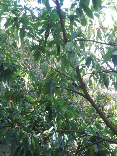 Te Vendo Excelente Finca En Yamasa