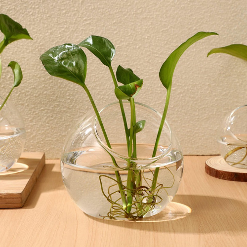 3 Piezas Contenedores De Terrario De Vidrio Orbe Macetero De